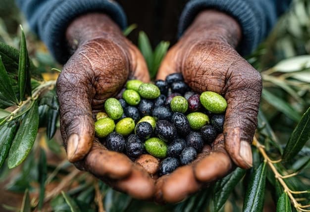 Olive Harvest Worker